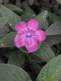 Image result for Blumea squarrosa