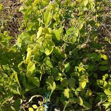 Image result for Macrotyloma axillare