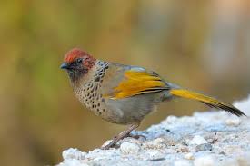 Image result for Erythrocephalum