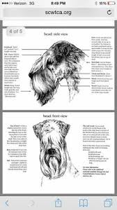 456 best grooming images in 2019 dog grooming pet