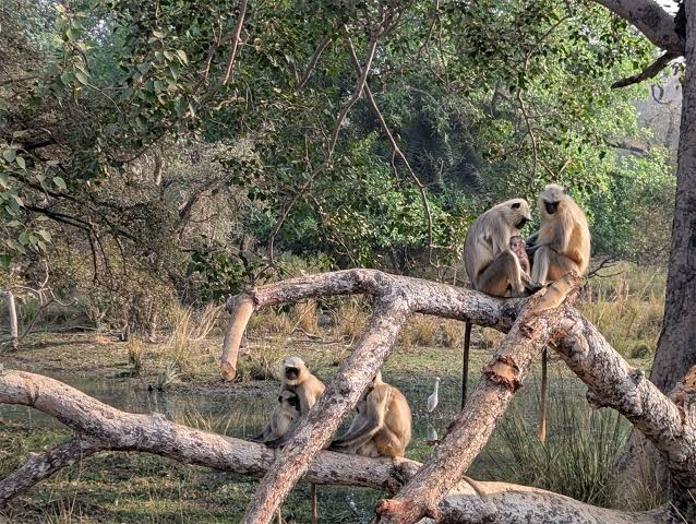 Langur | Habitat, Types, & Facts | Britannica
