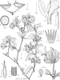 Image result for Dicliptera pumila