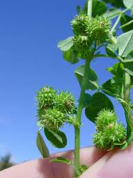 Image result for Medicago polymorpha