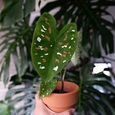 @leafing.around and join me on my plant. Caladium Bicolor Florida Clown Caladium Planting Flowers Plants