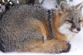 We did not find results for: Unh Vet Lab Finds Listeria In Wild Gray Foxes In New Hampshire Unh Today