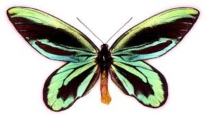 Image result for Otoptera