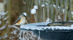 Explore our huge selection today! Easy Tips To Use A Heated Bird Bath