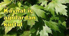 Kireclenme Ve Bacaklarinizda Agri Problemi Yasiyorsaniz Bu Yazimizda Sifa Bulacaksiniz Cinar Yapragi Kuru Nasil Hazirlanir Detayl Herbs Health Fitness Health