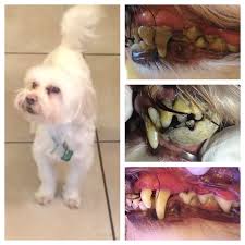 Based on the few reports i received, the average cost to have your dog's teeth cleaned in canada is almost twice that ($1,244). Dog Teeth Cleaning Without Anesthesia Teethwalls