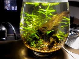 Pin By Finn Kidd On Fish Bowl Inspiration Indoor Water Garden Aquarium Garden Planted Aquarium