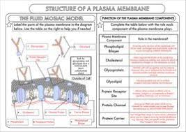 A Level Biology Cell Membrane Structure Worksheet Cell Membrane Structure Cell Membrane Membrane Structure
