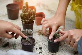 Columnar cactus cuttings can be propagated by doing the following: Growing Cactus From Cuttings Gardening Advice Succulent Alley