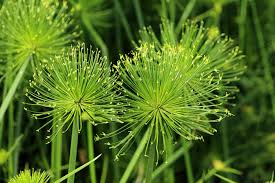 Image result for Cyperus sp. no. 1