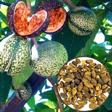 Image result for Voacanga africana