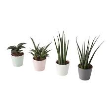 Sansevieria Rostlina V Kvetinaci Sansevieria Cylindrica Ruzne Barvy Ikea Sansevieria Plant Easy Care Plants Snake Plant