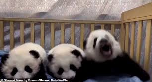 Cute Panda Video Cub Suddenly Sneezes While Lying Next To Her Playmates At A Nursery In China Daily Mail Online