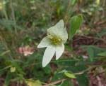Image result for Dalechampia capensis