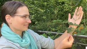 Ash dieback disease ravages Northern Ireland's native trees