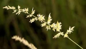 Image result for Schmidtia pappophoroides