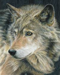 Curious Eyes By Carla Kurt Wolf Art Print Wolf Art Color Pencil Art