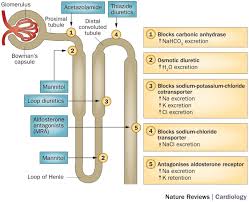 Image result for Loop Diuretic