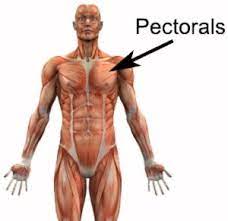 During the fly, rotate your hands so that the dumbbells form a. Pectoral Exercises Pec Exercises Pectoral Strengthening Physioadvisor