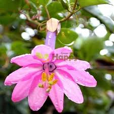 Image result for Passiflora mollissima