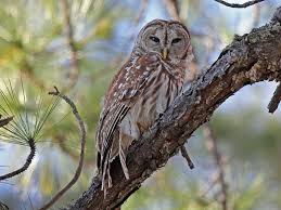 Birds Of Prey Western North Carolina Owls In Western North Carolina Owl Species Barred Owl Owl
