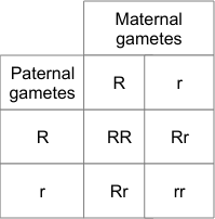 The punnett square is a square diagram that is used to predict the genotypes of a particular cross or asked by: 11 Mendelian Genetics Laboratory Manual For Sci103 Biology I At Roxbury Community College