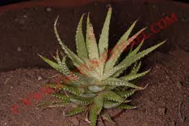 Image result for Cyanotis caespitosa