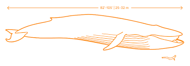 Blue Whale Dimensions Drawings Dimensions Guide