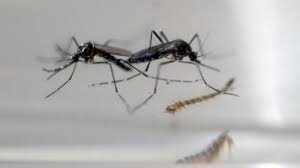 Gigitan nyamuk pada bayi meskipun tampak sepele, dapat memicu masalah kesehatan yang lebih serius. Cara Hilangkan Bekas Hitam Gigitan Nyamuk Pada Bayi Tribun Lampung