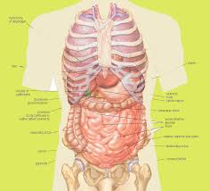 Stomach, small intestine, large intestine, spleen, liver, bladder, rectum, ovaries. Organs Under Right Rib Cage Anatomy Page 1 Line 17qq Com