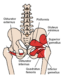 Hip pain on the outside of your hip, upper thigh or outer buttock is usually caused by problems with muscles, ligaments, tendons and other soft tissues that surround your hip joint. Muscles Of The Hip Wikipedia