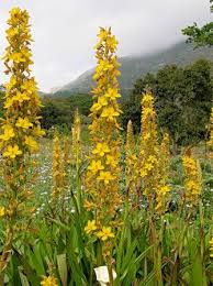 Image result for Wachendorfia