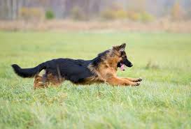 They exhibit the same, traditional look of the breed with few differences. The Long Haired German Shepherd An Elusive Exotic Breed