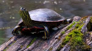 Depending on where you acquire one, expect to pay as much as $80. Western Painted Turtle Julia Butler Hansen U S Fish And Wildlife Service