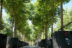 Acer truncatum x platanoides 'warrenred' pacific sunset® maple pp7,433. Acer Pacific Sunset Fleming S