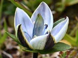 Image result for Swertia pleurogynoides