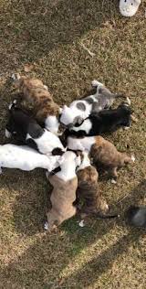 Fayetteville (/ˈfeɪətˌvɪl/) is a city in cumberland county, north carolina, united states. American Bully Red Nose Pitbull Puppies For S A L E Dunn Garage Sales Fayetteville Nc Shoppok