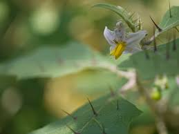 Image result for Solanum anguivi