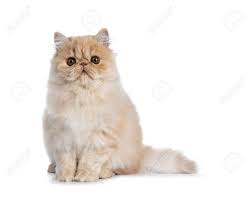 See more of big fluffy cats on facebook. Fluffy Cream Persian Cat Kitten Sitting Straight Up Looking Stock Photo Picture And Royalty Free Image Image 113700222