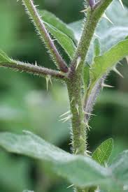 Image result for Solanum tettense