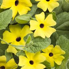 Image result for Thunbergia laborans