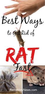 8 Fastest Ways On How To Get Rid Of Mice Naturally At Home In The Wall Attic Garage Etc Eliminate Entry Points Getting Rid Of Mice Getting Rid Of Rats Rid