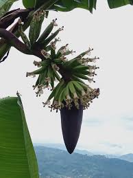 Image result for Musaceae