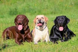 Image result for walking three labradors