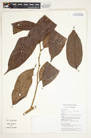 Image result for Panda oleosa