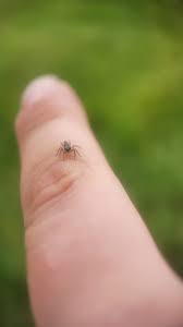 What kind of jumper is this teeny tiny cutie?