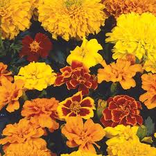 Clay is natural material found in every part of the world. Hybrid Marigold Tagetes Hybrid My Garden Life